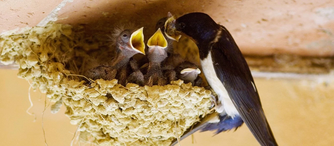 Χειροπέδες σε 64χρονο στις Σέρρες: Κατέστρεψε φωλιές χελιδονιών και σκότωσε τα μωρά